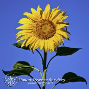 Sunflower Floral da Califórnia 30 ml