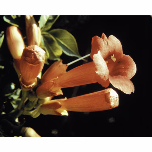 Trumpet Vine Floral da Califórnia