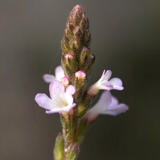 Vervain Floral de Bach 20 ml