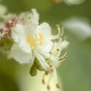 White Chestnut Floral de Bach 10 ml