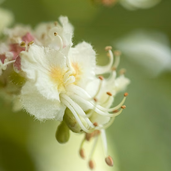 White Chestnut Floral de Bach 20 ml