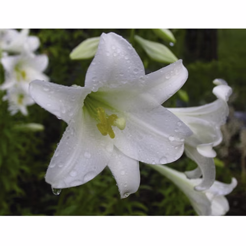 White Trumpet Lily Floral da Califórnia 30 ml