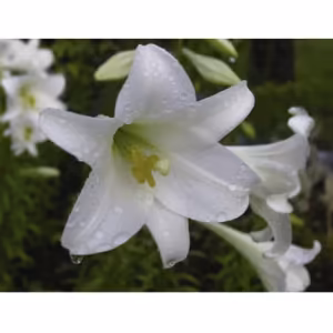 White Trumpet Lily Floral da Califórnia