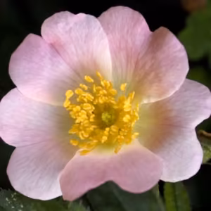 Wild Rose Floral de Bach 20 ml
