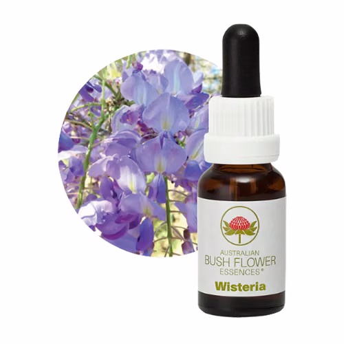 Wisteria Floral do Bush Australiano 15 ml
