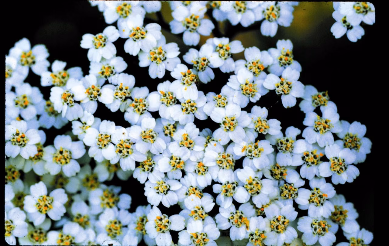 Yarrow Environmental Solution (YES) Floral da Califórnia 30 ml