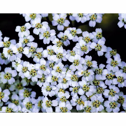 Yarrow Floral Califórnia 30 ml