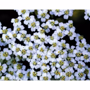 Yarrow Floral da Califórnia
