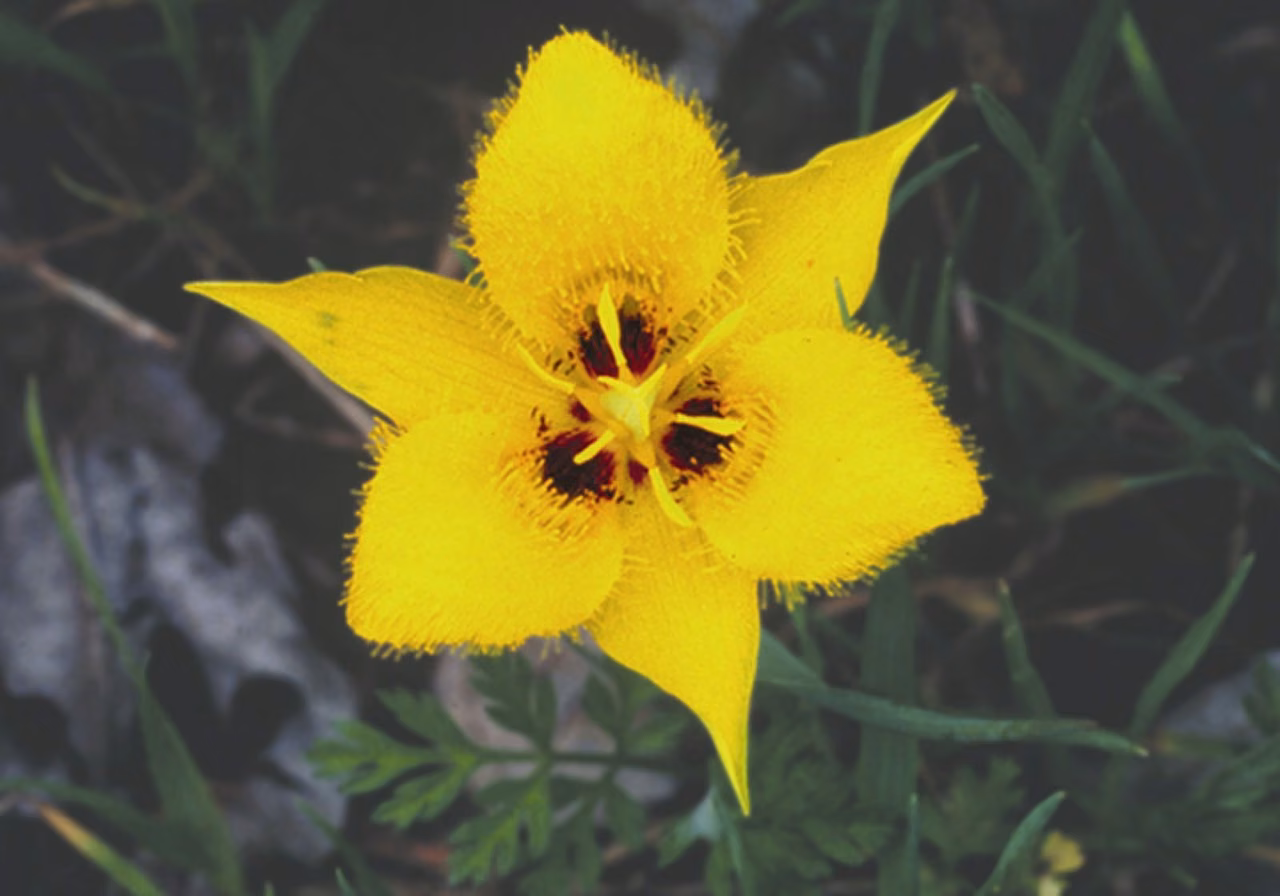Yellow Star Tulip Floral da Califórnia - Imagem 2