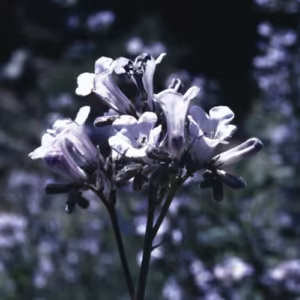 Yerba Santa Floral da Califórnia