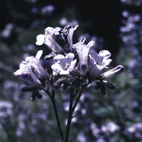 Yerba Santa Floral da Califórnia