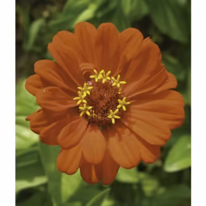 Zinnia Floral Califórnia 30 ml