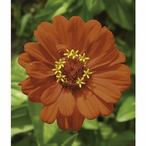 Zinnia Floral Califórnia 30 ml
